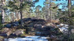 Gærntorheia