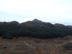 Bjørndalsniben