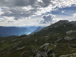 Grånosene