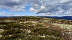 Gråhø