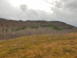 Stengselhaugen