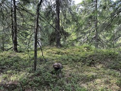 Skarshaugen