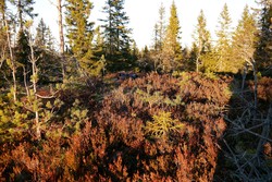 Seteråsen Nord