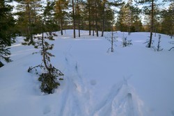 Rynjutjennåsen