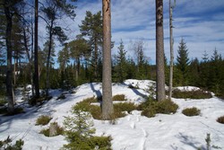 Brenterød