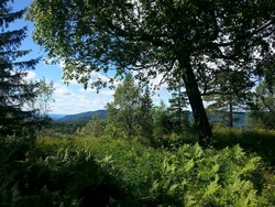 Bondiglaneren