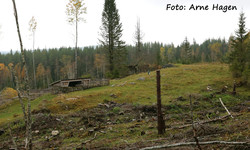 Grønlia