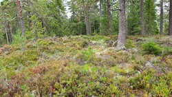 Soterudleiken