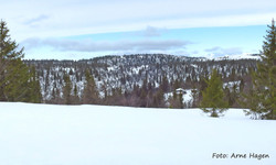 Skjerellkampen S2
