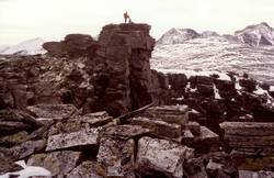Svartnuten