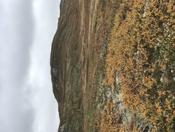Grønuten