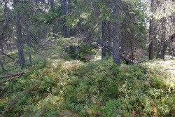 Piperberget