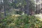 Piperberget