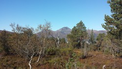 Heia