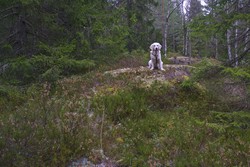 Bjørnåsen