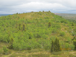 Rauberget