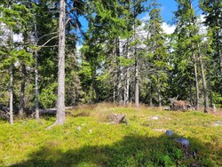 Ingeborgseteråsen