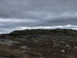 Bjønneskortenatten