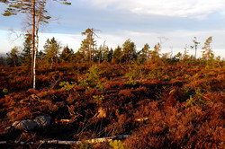 Mørktjernåsen
