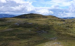 Galdenøse