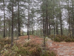 Langåsen