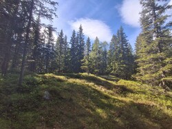 Lomtjernhaugen