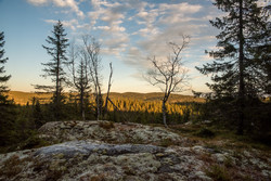 Rolighaugen