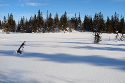 Formokjølen