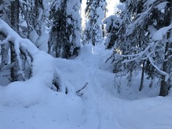Tullebrennhaugen