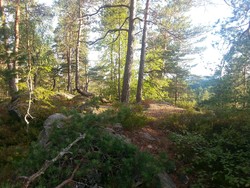 Totjernåsen