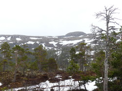 Høylasset