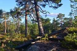 Surtefjell