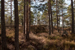 Damkleivåsen