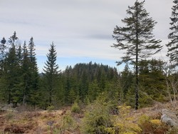Sæteråsen