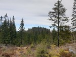 Sæteråsen