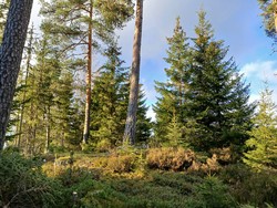 Gusterudvangen