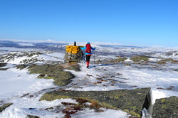 Gråhøgda