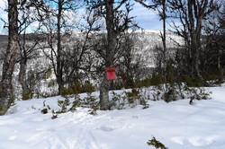 Svartberget