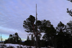 Skardsberget