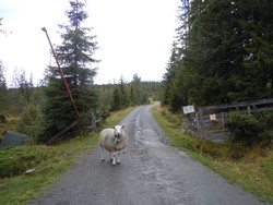 Parkering Lauvhøgda