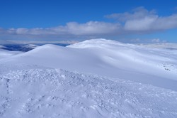 Rothaugen