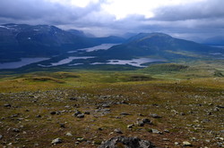 Grønsennknippa