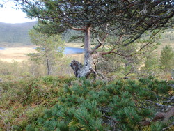 Berrmyrhaugan