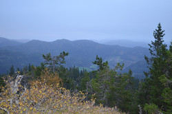 Venåsnuten