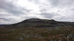 Storahorgi