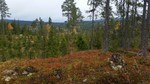 Øyamoen