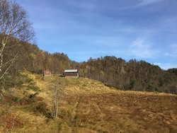 Lauvsete