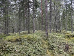 Søholtet