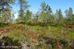 Narsætrberget
