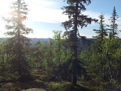 Kjøotjednsknatten